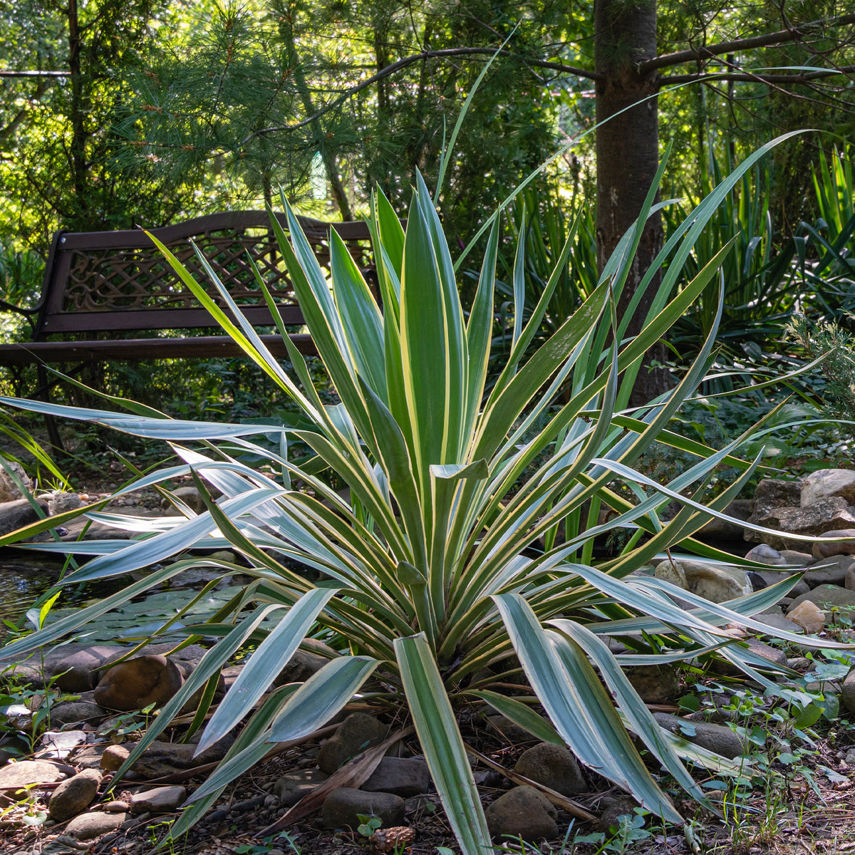 Yucca gloriosa Variegata - Bakker