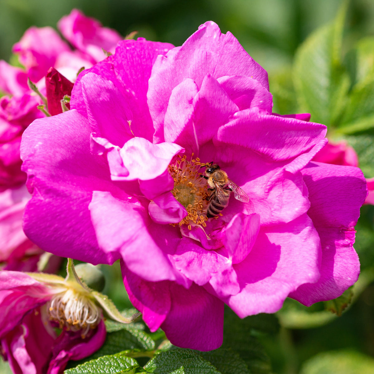 Rosa rugosa Wild Edric - Rosier rugueux Wild Eric - Rosiers