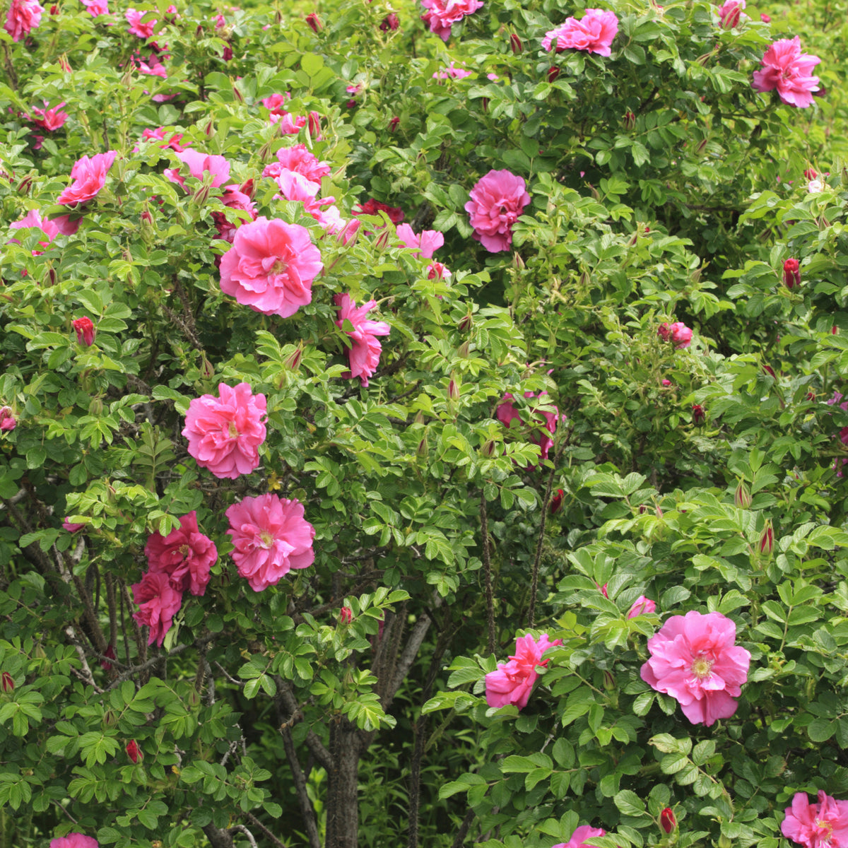 Rosier rugueux Wild Eric - Bakker