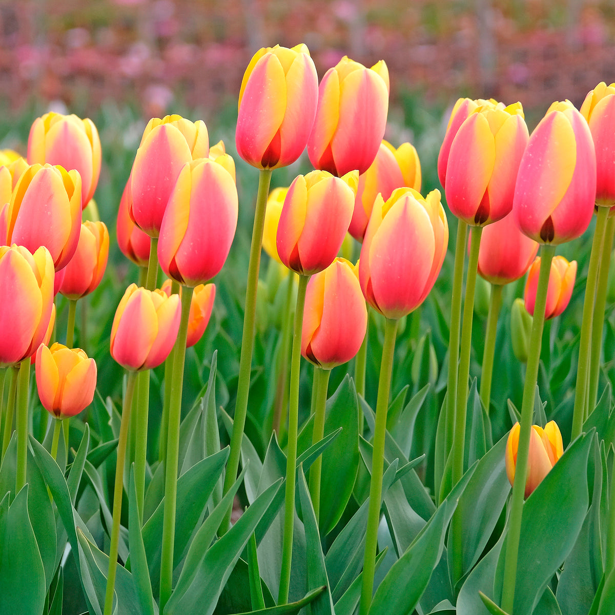 8 Tulipes Darwin Lalibela Salmon