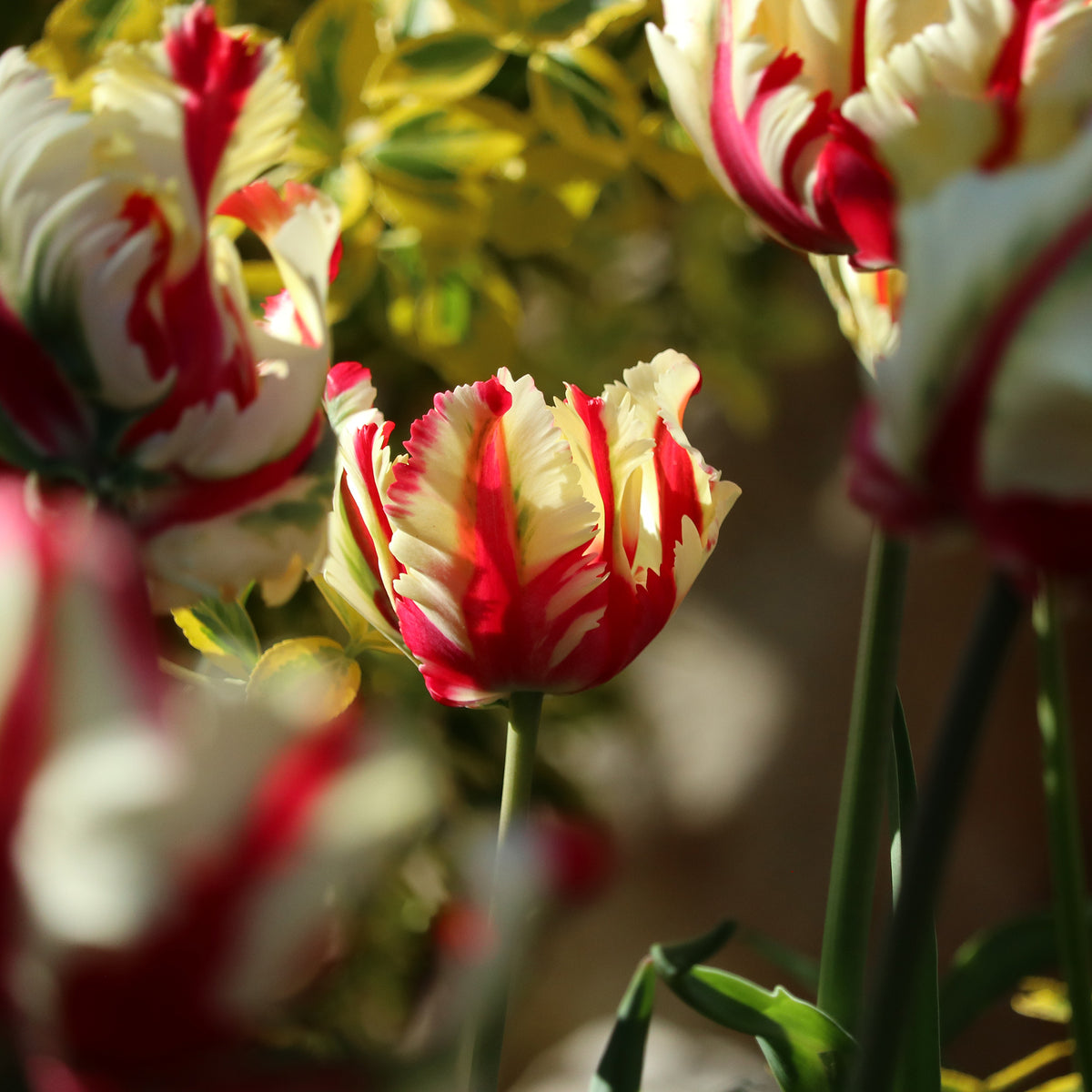 Tulipe perroquet Flaming Parrot - Bakker