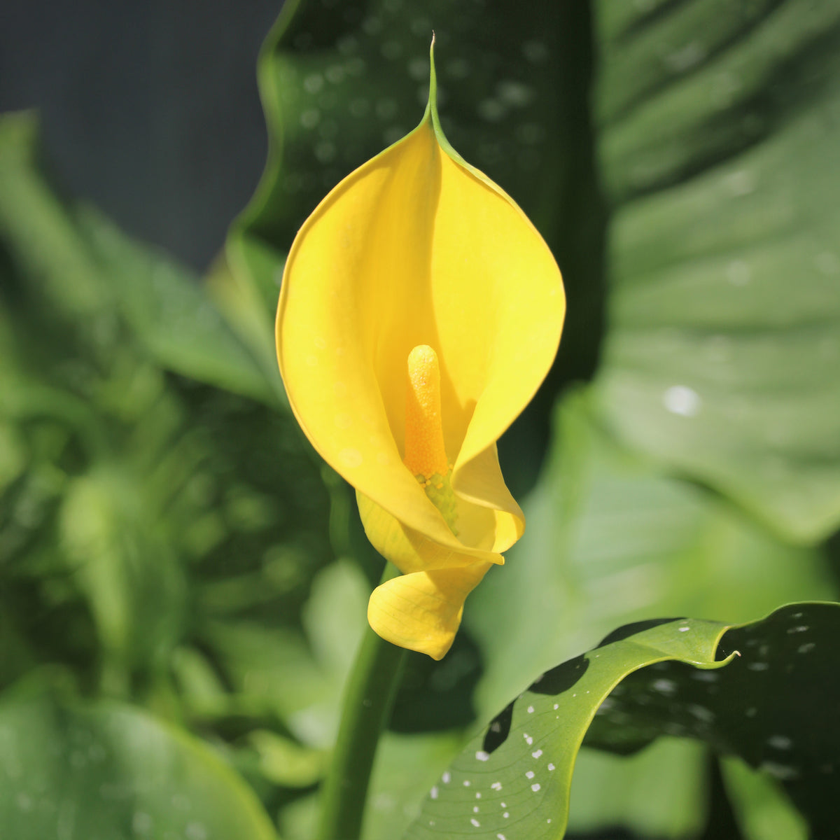 Arum Solfatare - Bakker