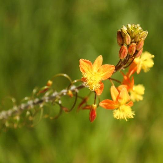 Bulbine Avera Sunset Orange - Bakker