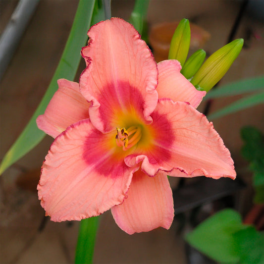 Hémérocalle Strawberry Fields Forever - Bakker