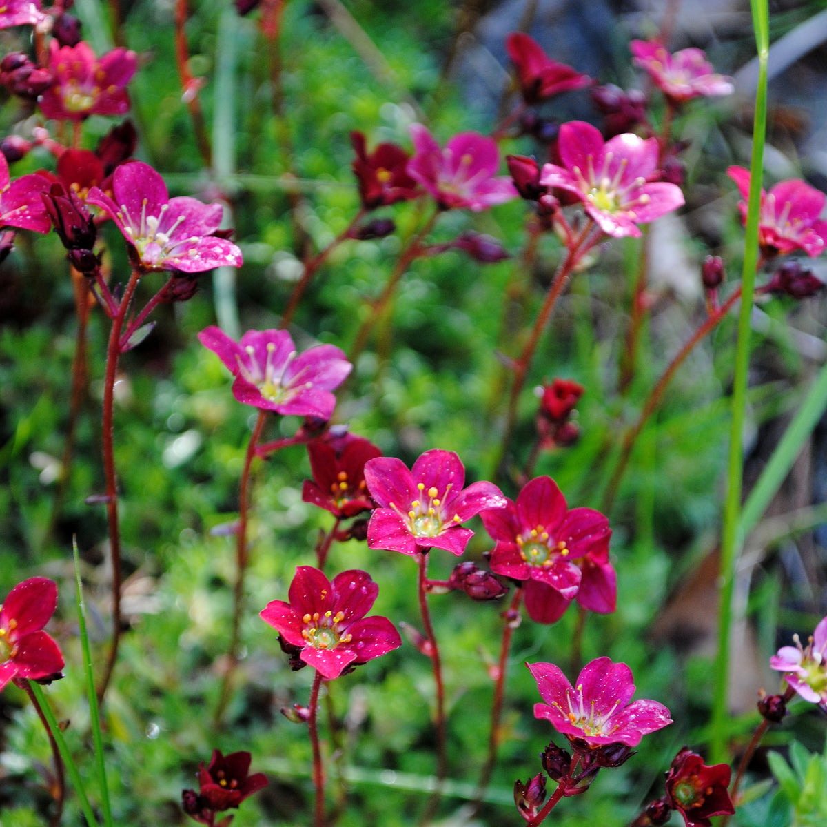 Saxifrage mousse Purpurteppich - Bakker