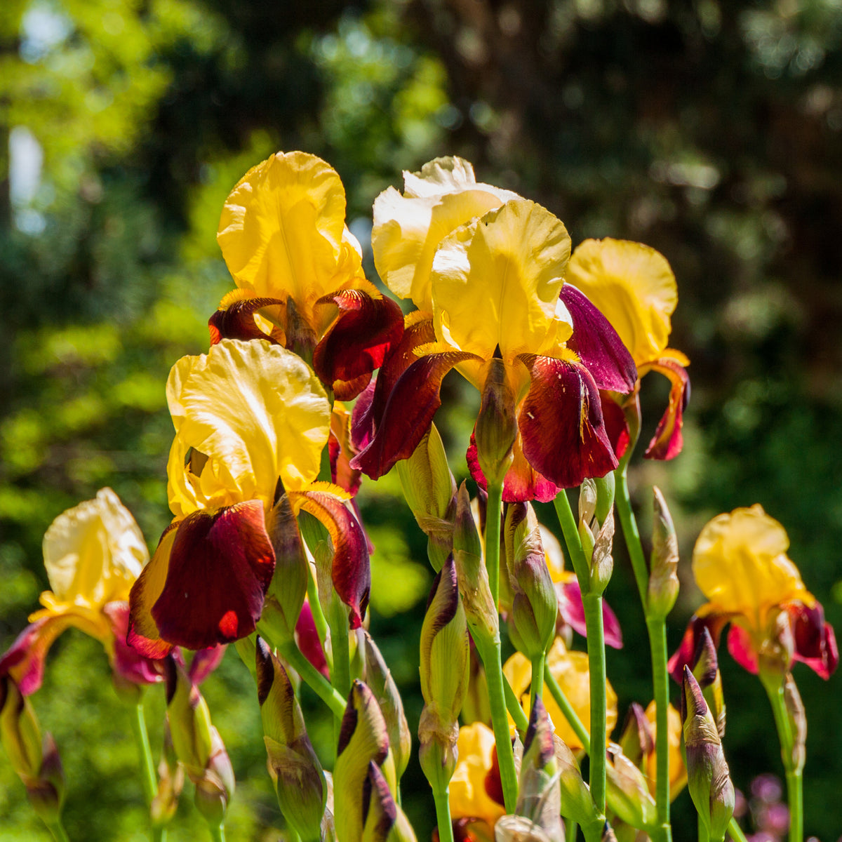 Iris de jardin Accent Variegata - Bakker