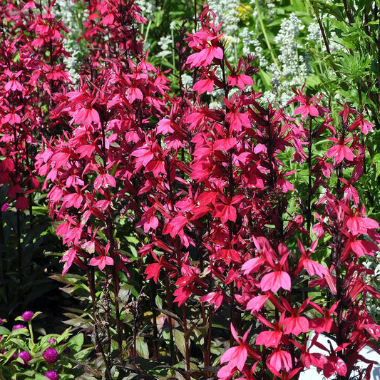 Lobelia Russian Princess - Bakker