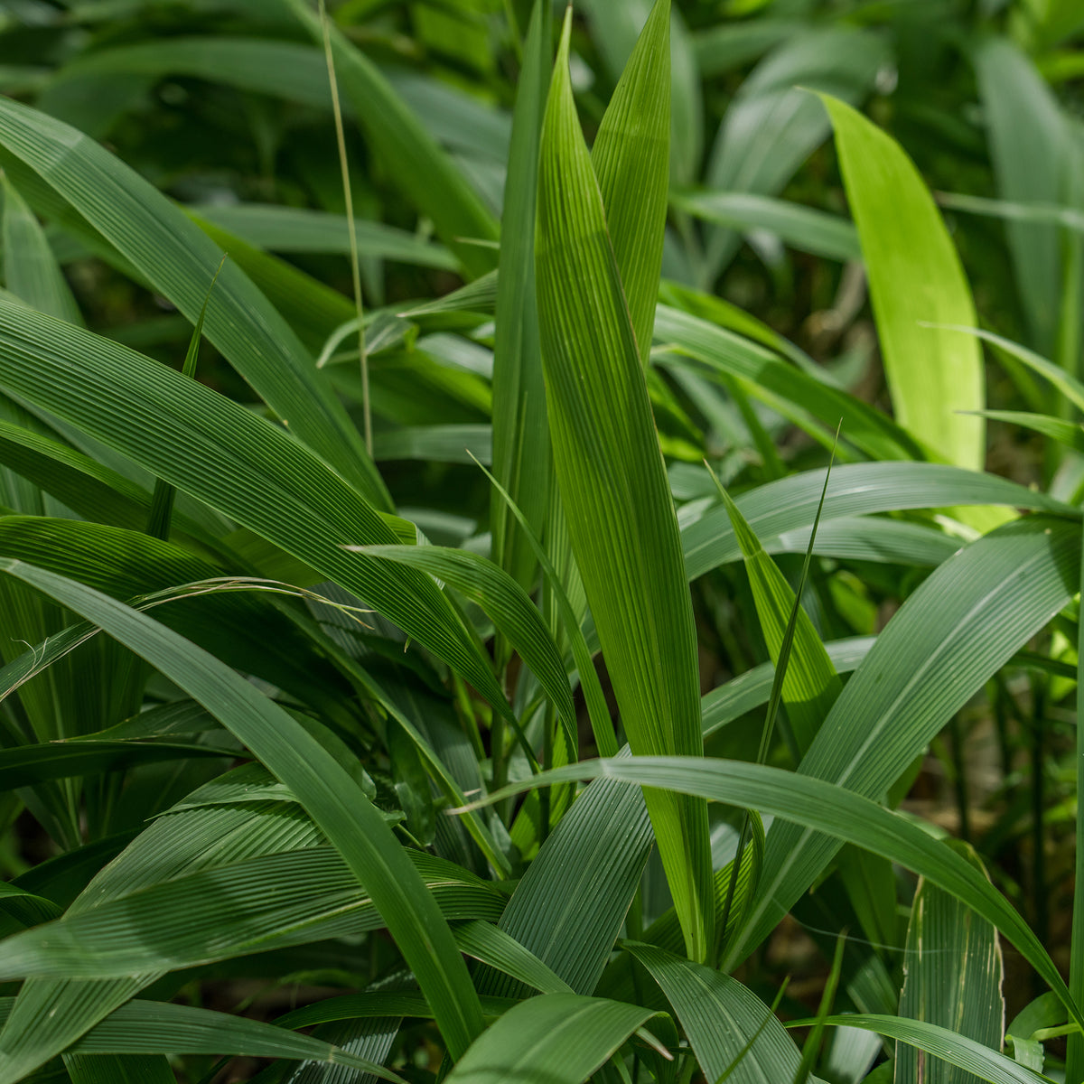 Setaria palmifolia - Herbe palmier - Graminées