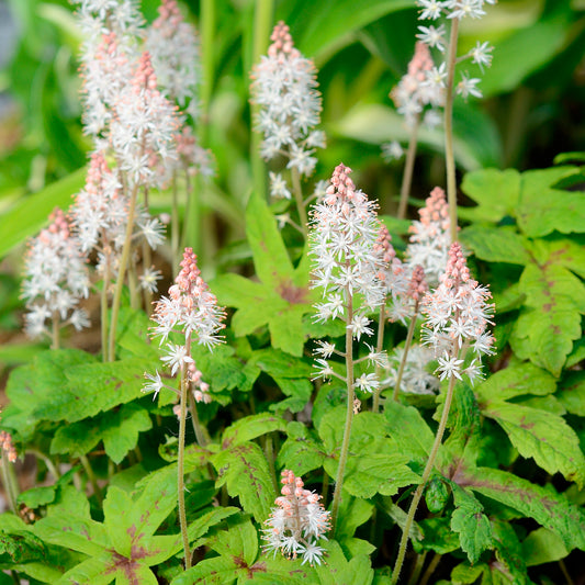 Tiarelle Morning Star - Bakker