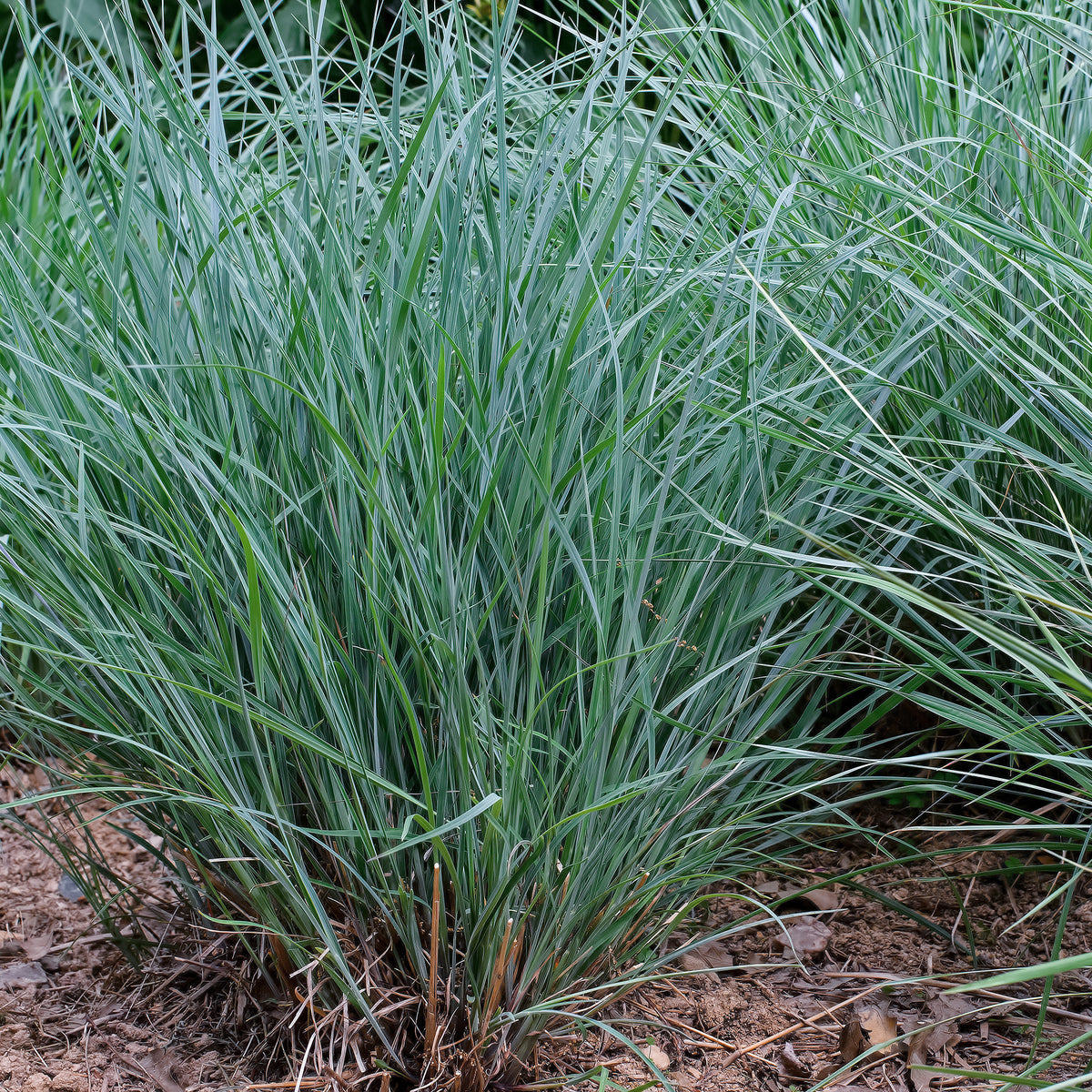 Andropogon Prairie Blues - Bakker
