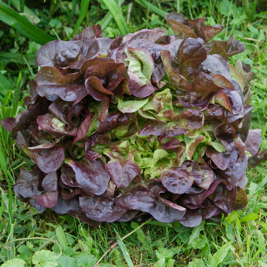 Laitue batavia Rouge Bocado - Bakker