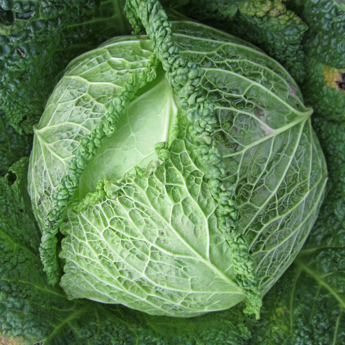 Plants potagers - Chou de Milan Manon F1 - Brassica oleracea sabauda Manon F1