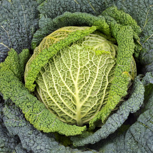 Chou de Milan Manon F1 - Bakker