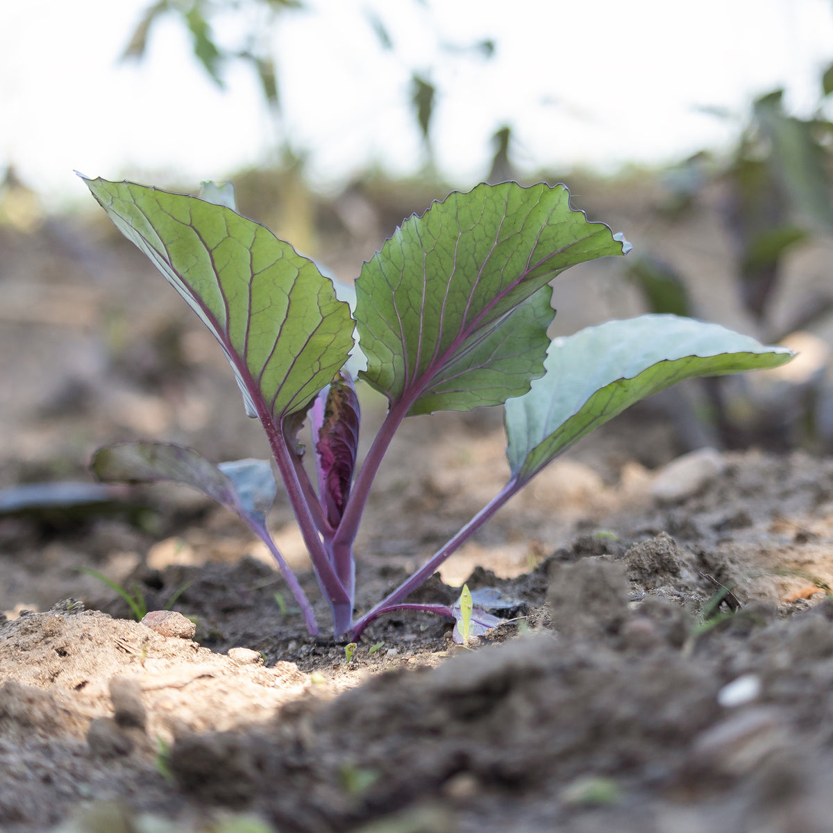 Brassica oleracea capitata Fuego F1 - Chou rouge Fuego F1 - Plants potagers
