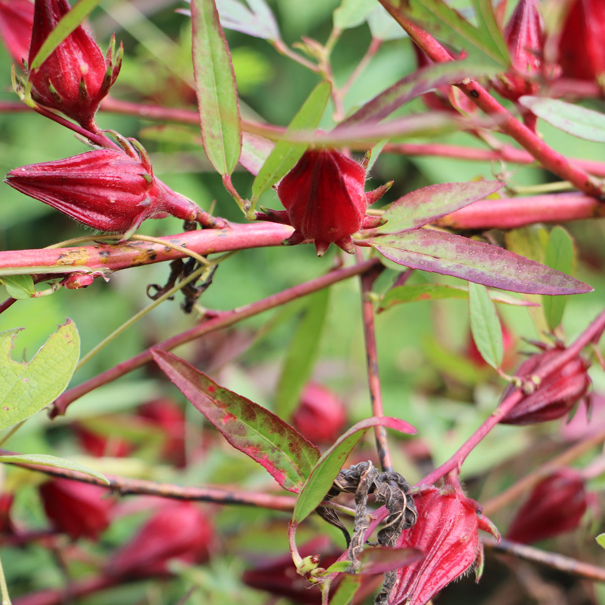 Hibiscus sabdariffa - Oseille de Guinée - Hibiscus sabdariffa - Bakker