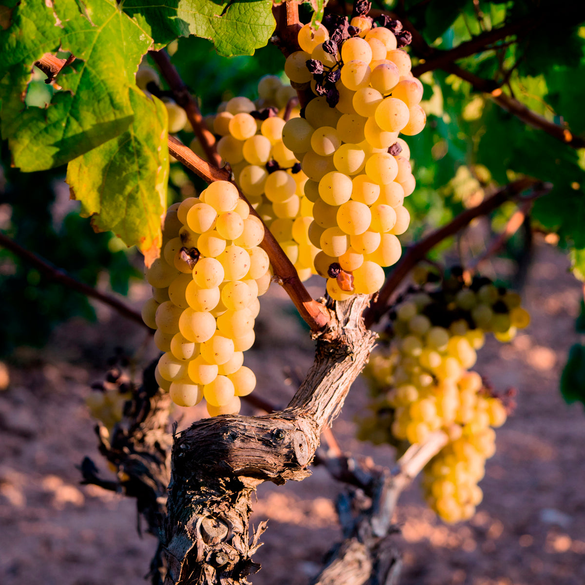 Vigne fraise Noah - Bakker