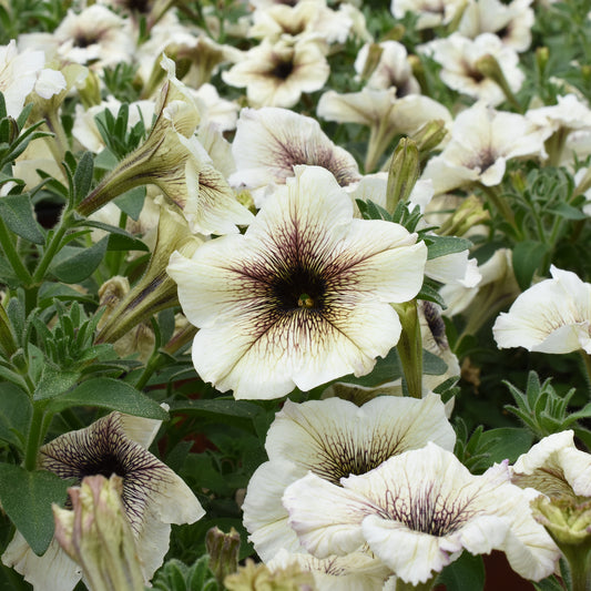 Pétunia à cœur marron - Bakker