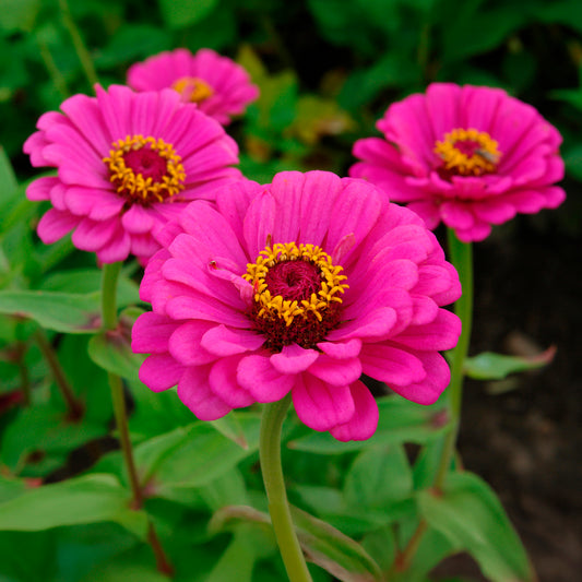Zinnia fuchsia - Bakker