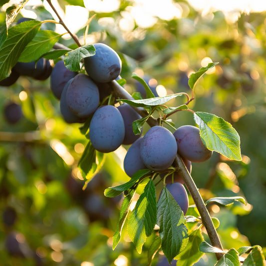 Prunier Pruneau de Bâle - Quetsche - Bakker