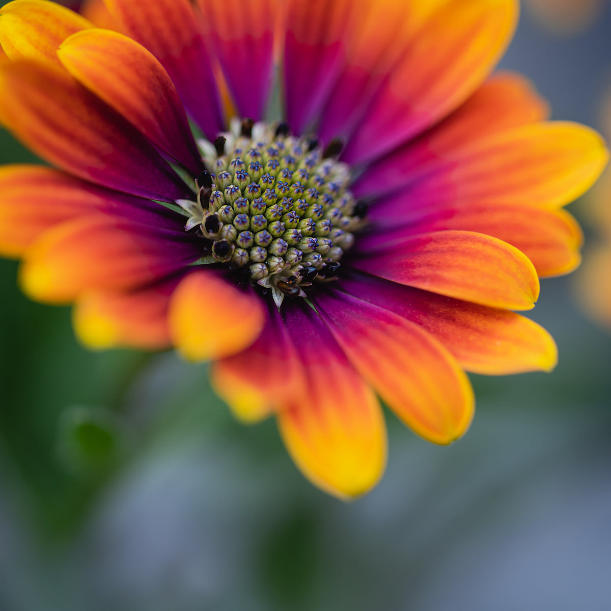Fleurs pour terrasses et balcons - Marguerite du Cap Purple Sun - Osteospermum - Osteospermum Flower Power® Purple Sun