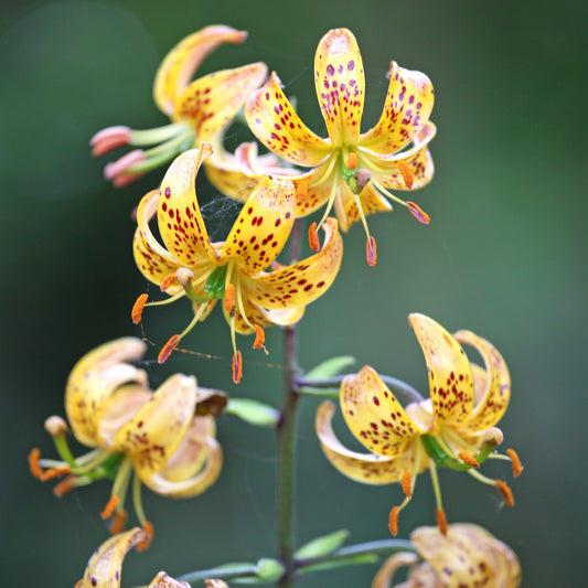 Lis martagon Sunny Morning - Bakker