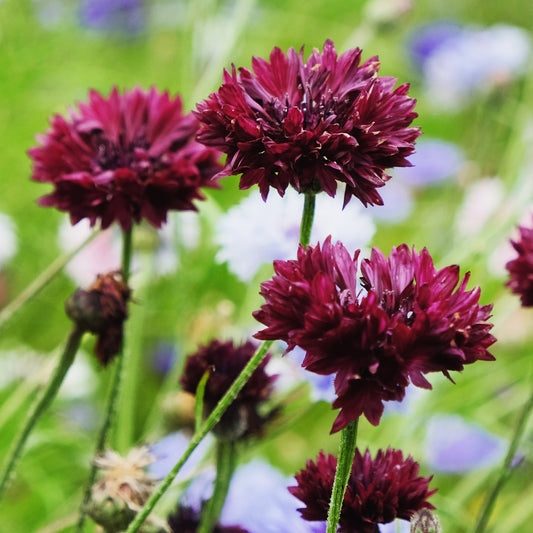 Centaurée Black Ball - Bakker