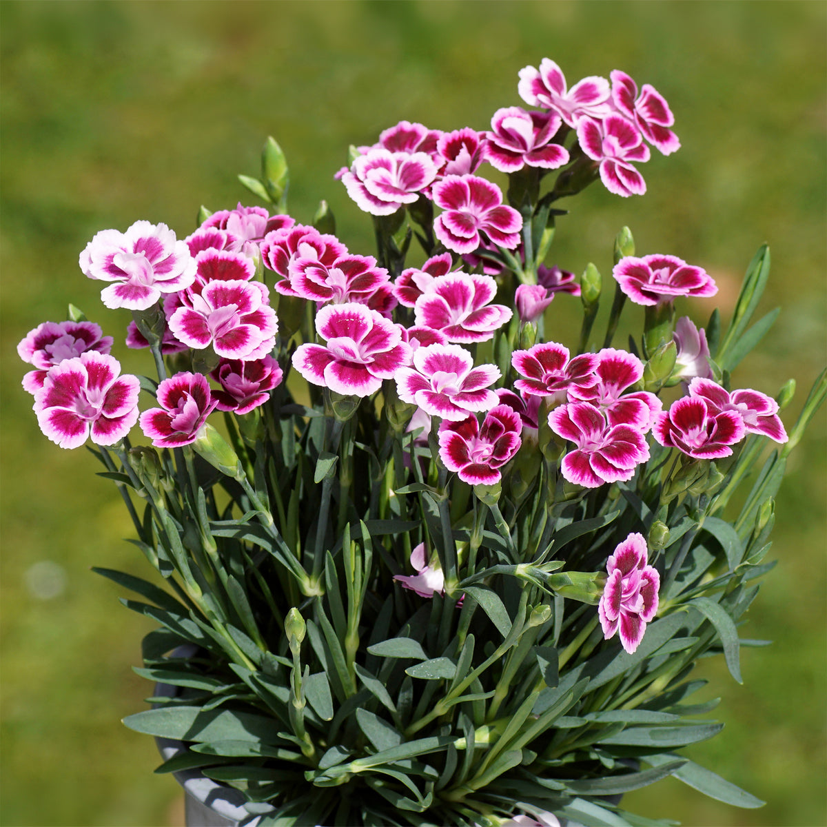 Oeillet Pink Kisses - Bakker
