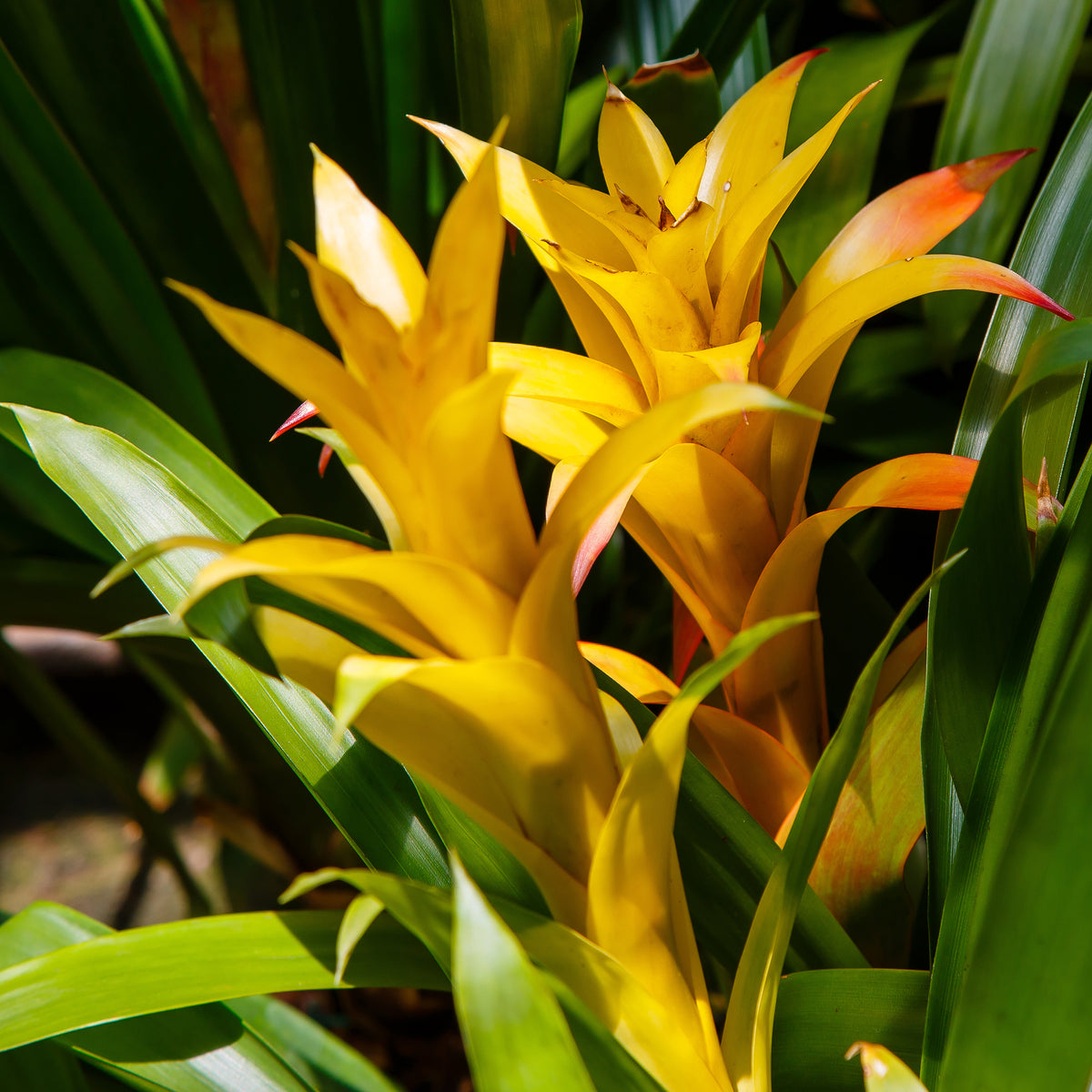 Bromelia jaune - Bromeliaceae - Bakker