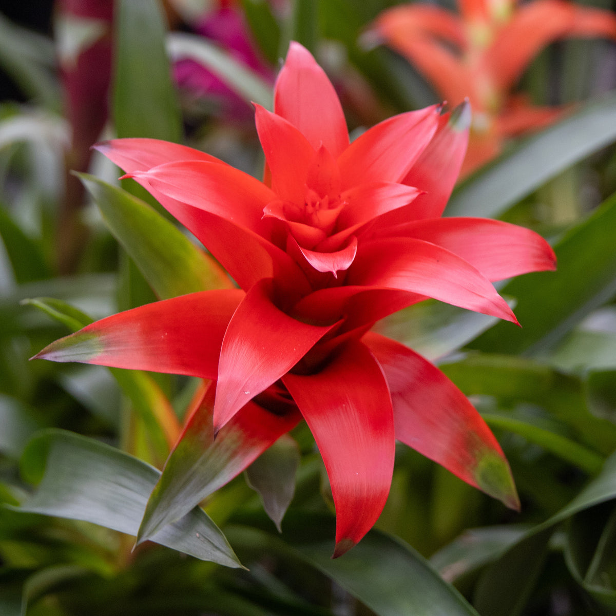 Bromeliaceae - Bromelia rouge - Fleurs pour terrasses et balcons