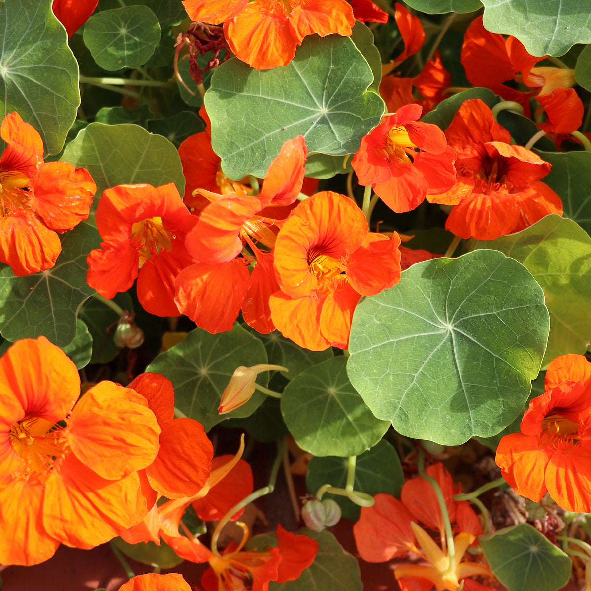 Vente Capucine orange - Tropaeolum majus