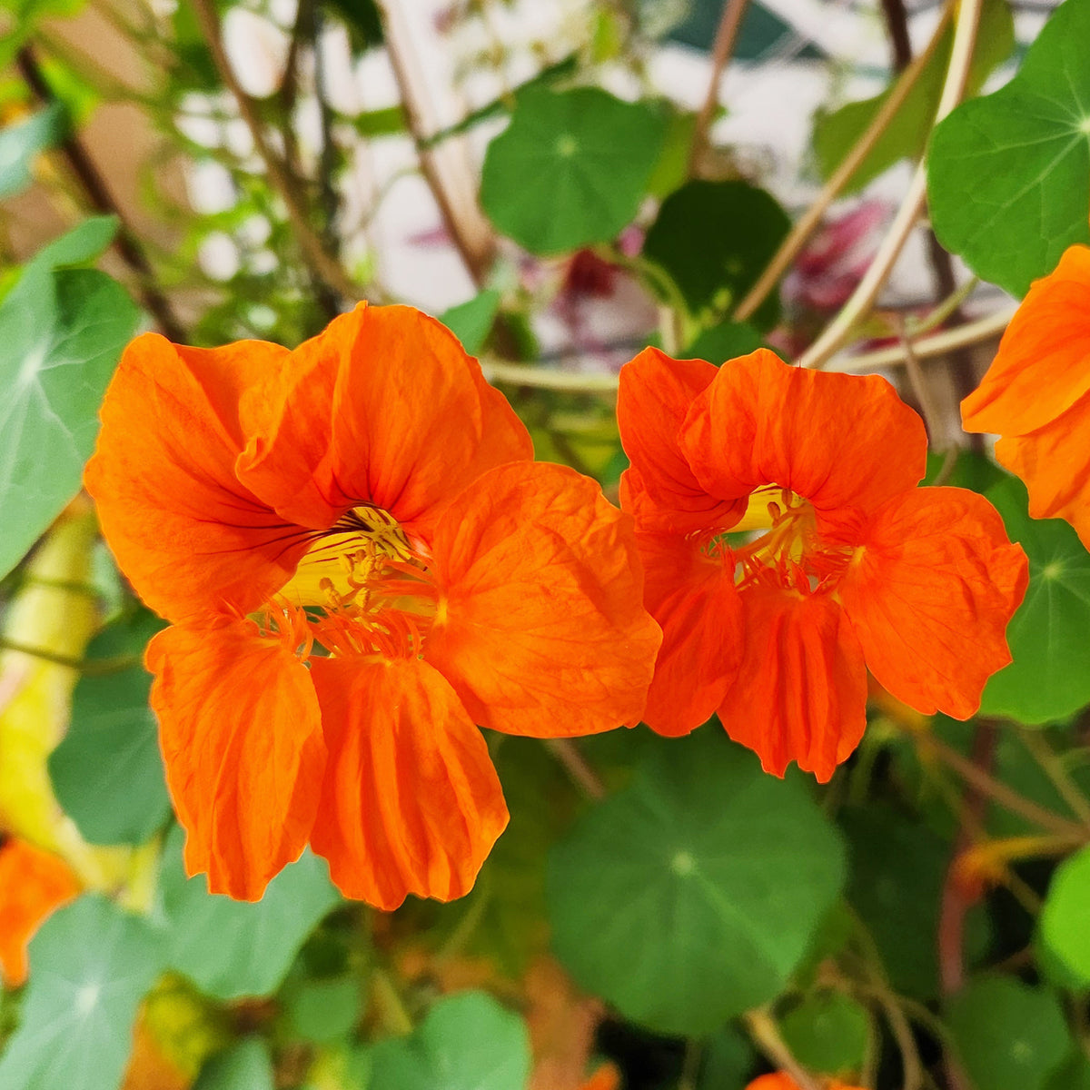 Tropaeolum majus - Capucine orange - Fleurs pour terrasses et balcons