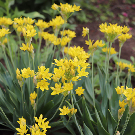 Allium doré - Bakker