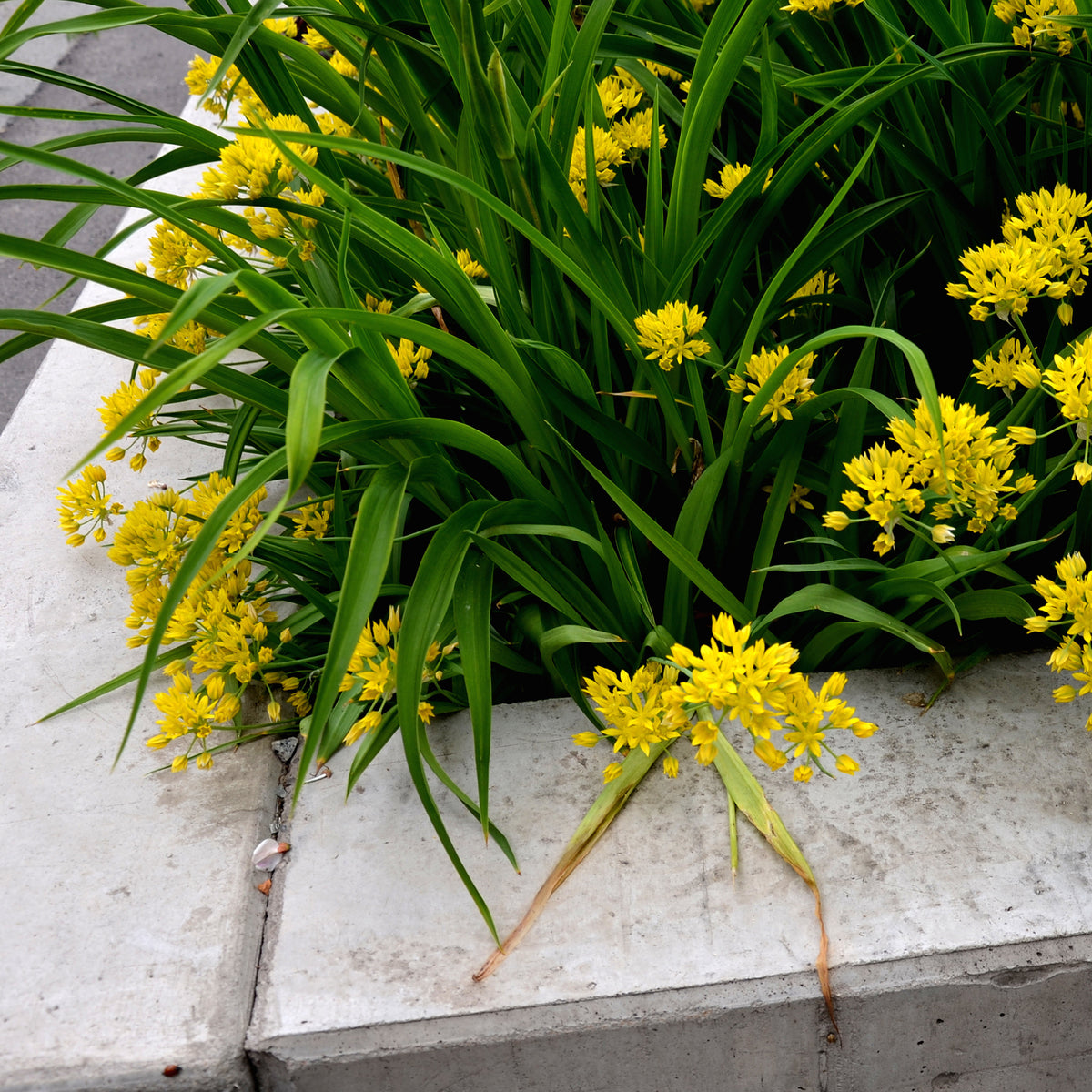 Bulbes d'Allium - Allium doré - Allium moly