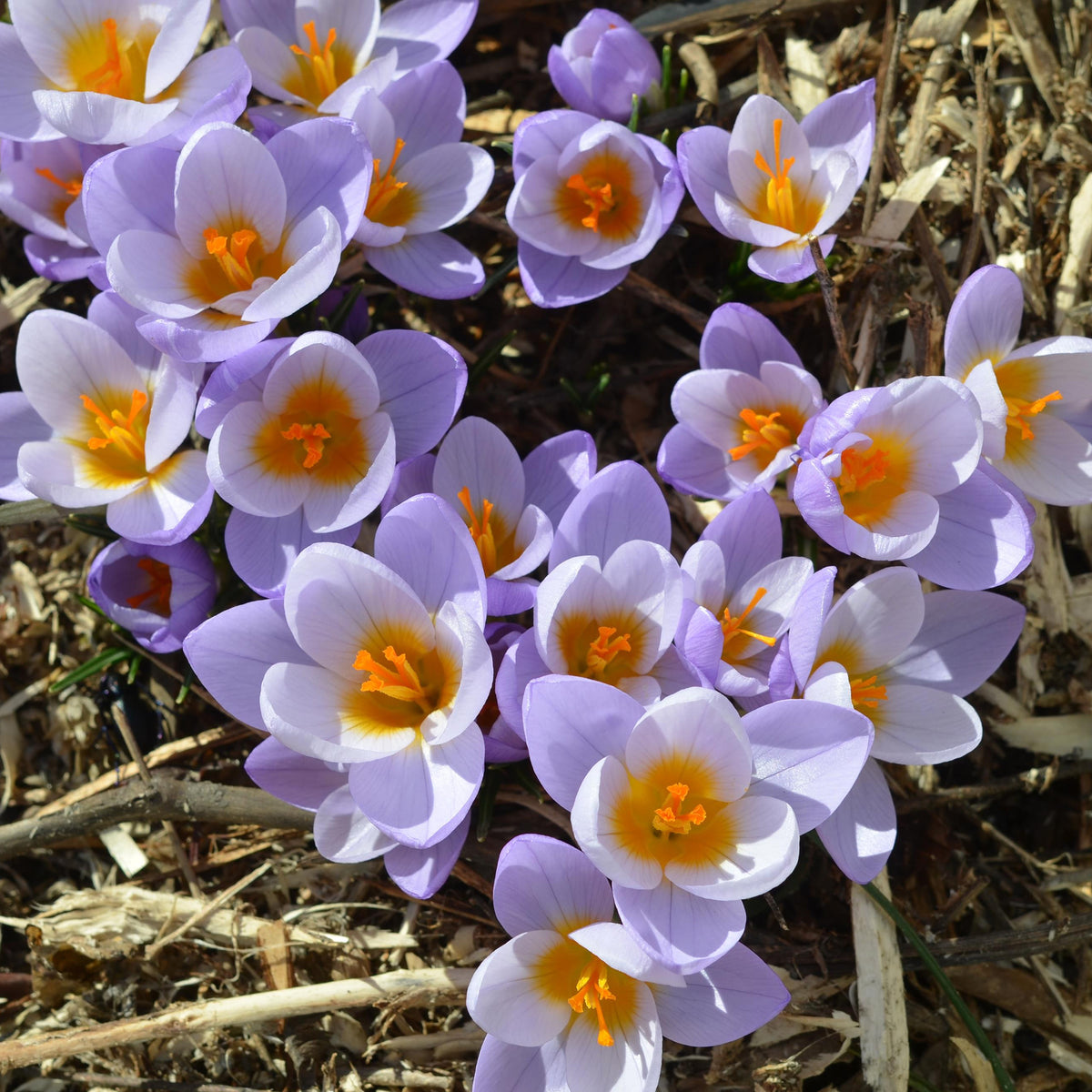 Mélange de bulbes - 50 bulbes mellifères jaunes et mauves - Crocus Firefly, Romance, Iris Alida, Narcissus Tête à tête