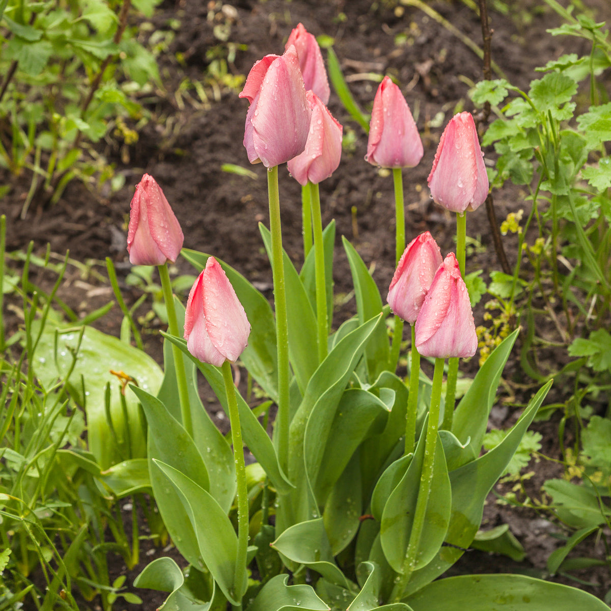 Vente Bulbes de printemps pour massif arc-en-ciel - Narcissus, Tulipa Purple Priince, Van Eijk, Apeldoorn's Elite