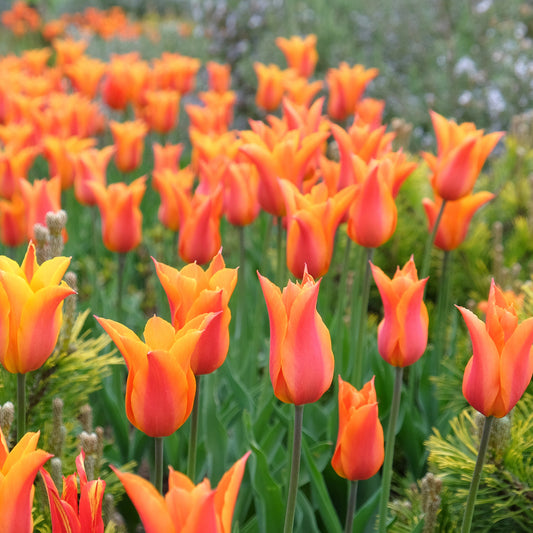 Tulipe Ballerina - Bakker