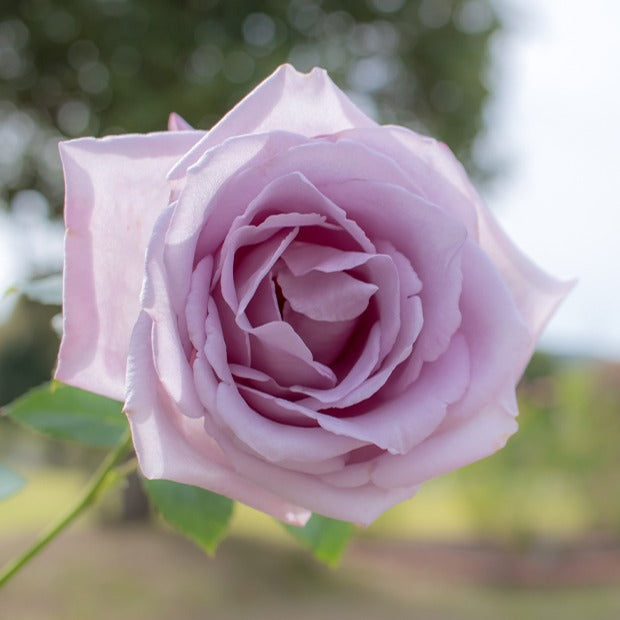 Rosa lune bleue (blue moon) - Rosier buisson Lune Bleue - Rosiers