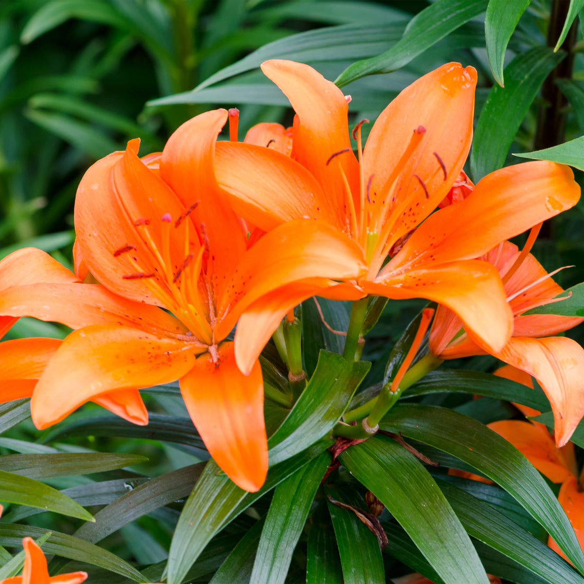 3 Lis orange - Lilium - Bakker