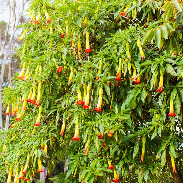 Brugmansia - Brugmansia rouge et or - Brugmansia - Trompette des anges