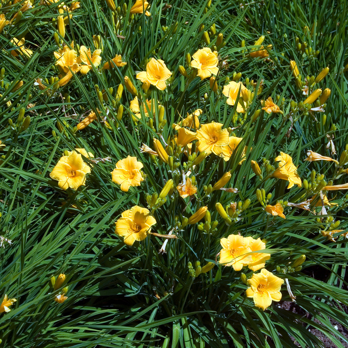 Vivaces fleuries - Collection de plantes vivaces à floraison jaune - Solidago luteus, alchemilla mollis, hemerocallis stella de oro