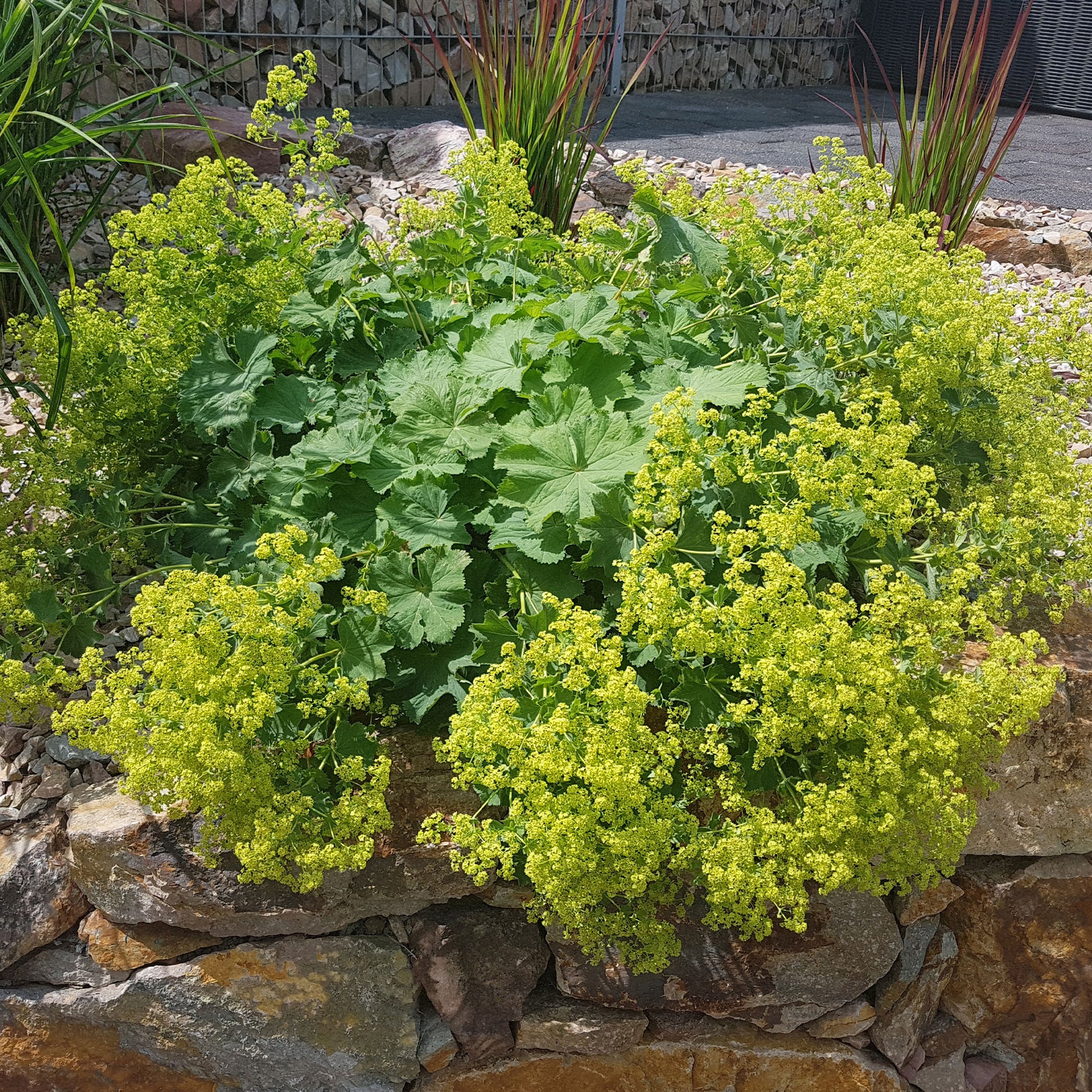 Solidago luteus, alchemilla mollis, hemerocallis stella de oro - Collection de plantes vivaces à floraison jaune - Vivaces fleuries
