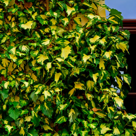 Lierre commun Goldheart - Bakker