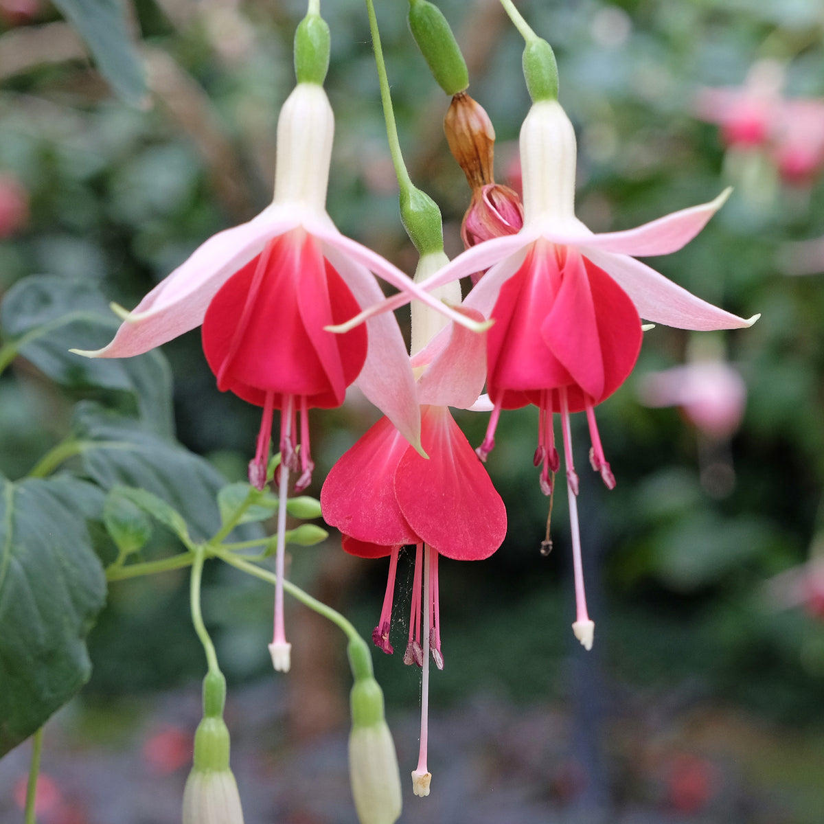 3 Fuchsias Celia Smedley - Bakker