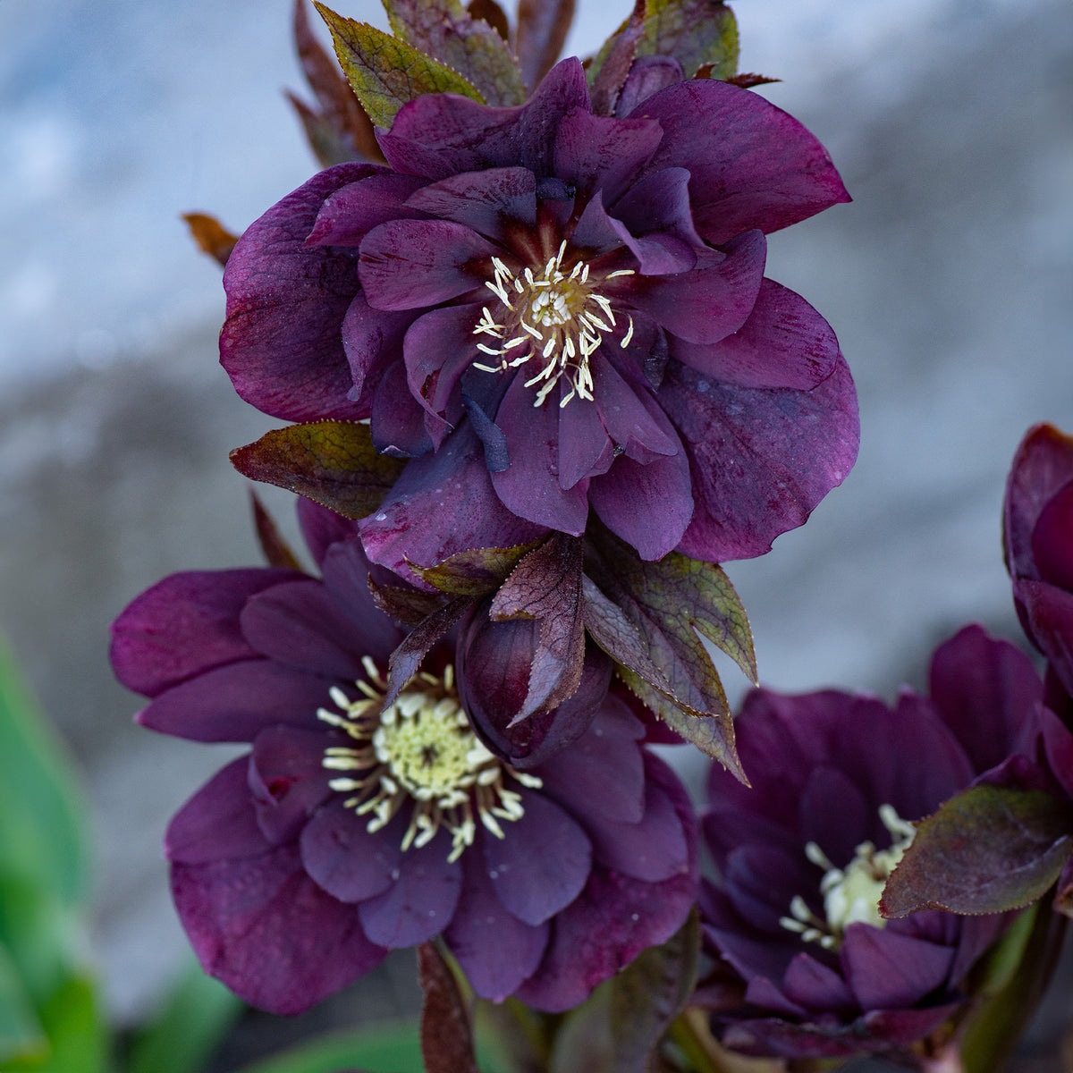 Vente 2 Hellébores doubles violettes Ellen - Helleborus orientalis Double Ellen Purple