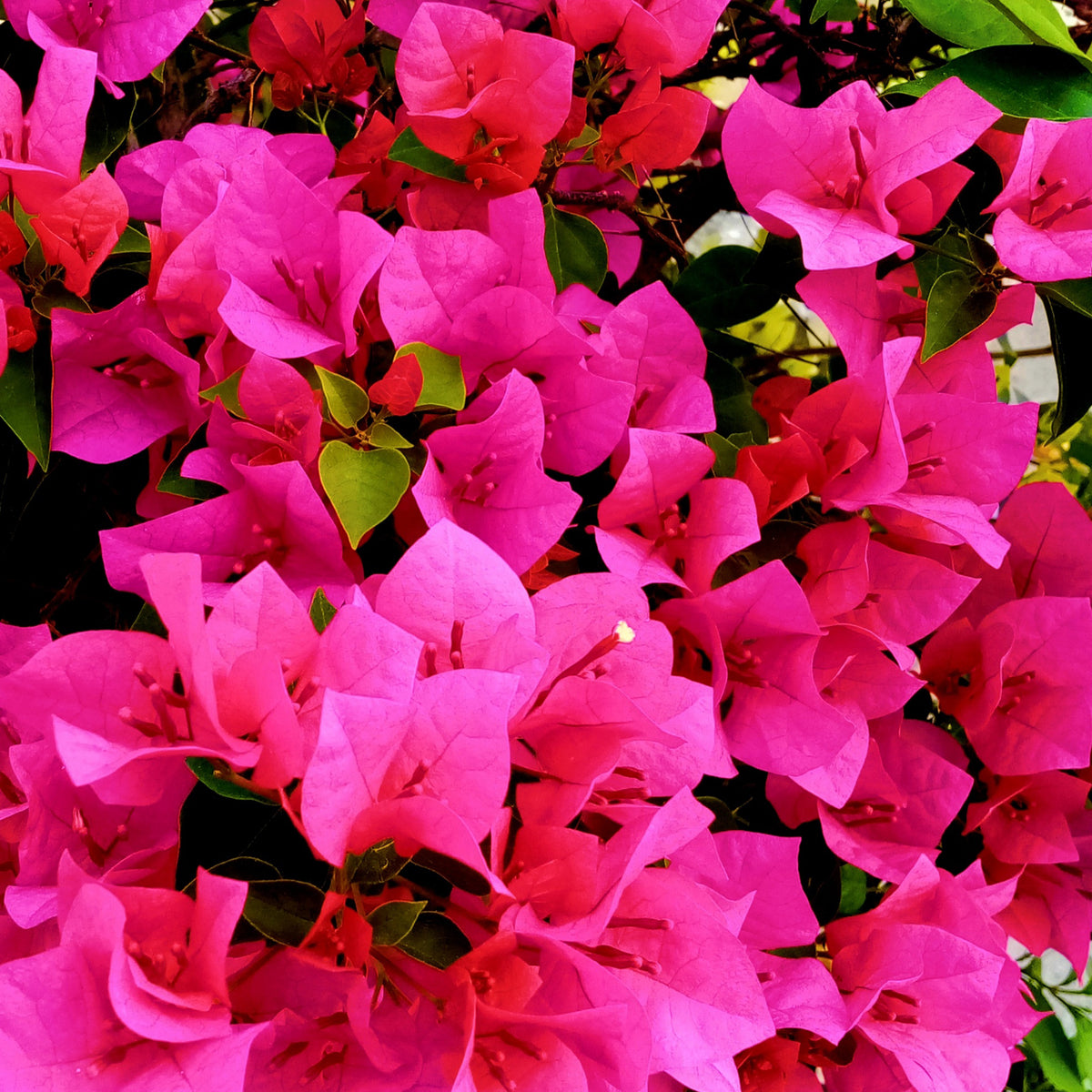 Bougainvillea pink - Bougainvillier rose - Bougainvillier