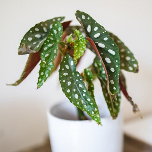 Bégonia maculata sur tige - Begonia maculata - Bakker