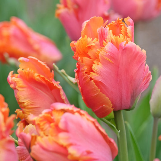 7 Tulipes perroquets Amazing Parrot - Bakker