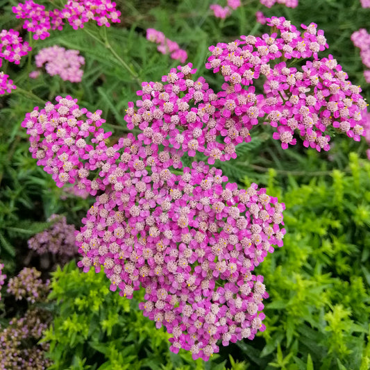 Achillée millefeuille Mily Rock - Bakker