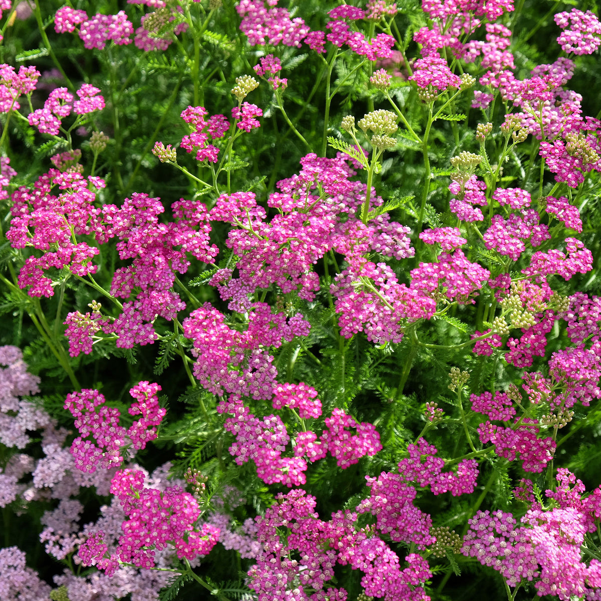 Achillée - Achillée millefeuille Mily Rock - achillea milleforlium Mily Rock