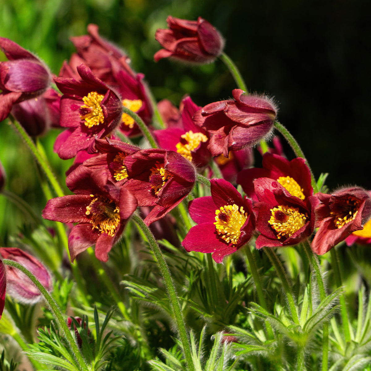 Anémone pulsatille rouge - pulsatilla rood - Bakker